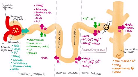 Nephron Reabsorption Diagram