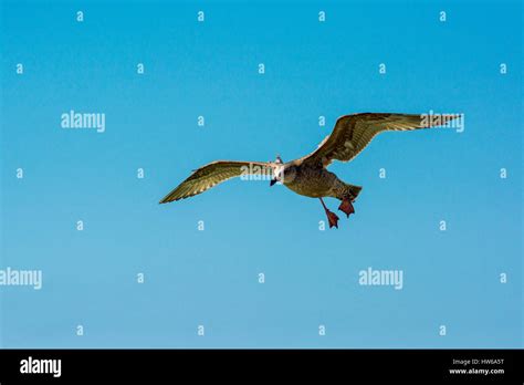 flying seagull wings spread Stock Photo - Alamy