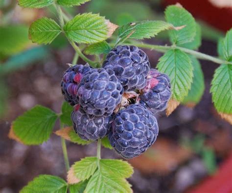 Rubus Niveus Alchetron The Free Social Encyclopedia