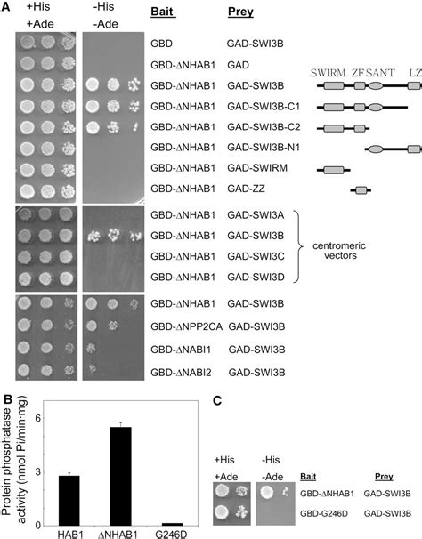 Figure 1 From HAB1SWI3B Interaction Reveals A Link Between Abscisic