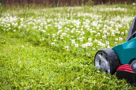 Why and How to Plant an Eco-Friendly Clover Lawn