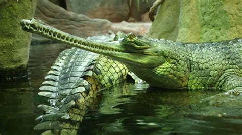 Reptile Alligator Crocodile, Reptile, Alligator, Crocodile (1920x1080 ...