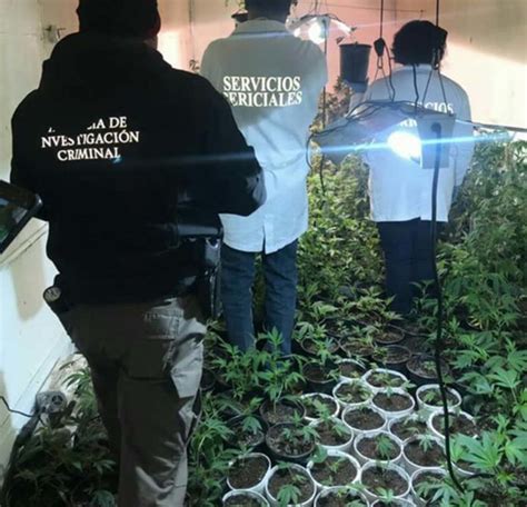 En Sonora Desmantelan Dos Invernaderos De Marihuana En Tr Ilers