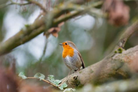 Robin Redbreast European Free Photo On Pixabay Pixabay