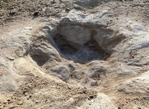 Video Shows Giant Dinosaur Tracks Discovered In Texas Riverbed