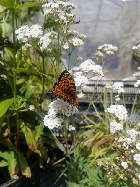 Butterfly in a greenhouse stock photo. Image of little - 128382920