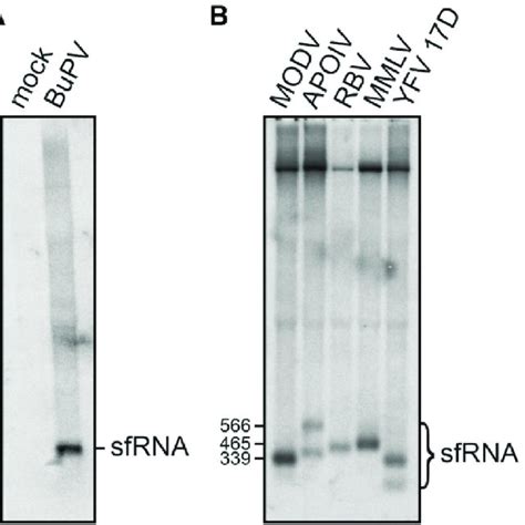 Northern Blot Analyses Of Total Rna Isolated From A Sk Cells After