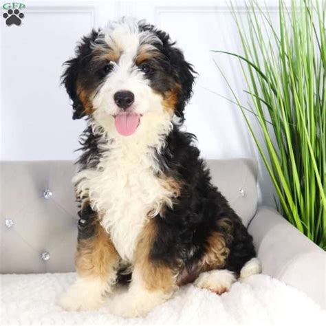 Brady Mini Bernedoodle Puppy For Sale In Ohio