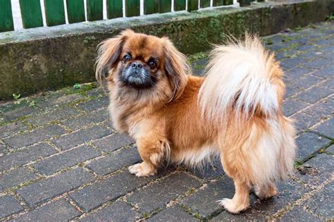 Pekinese im Rassen Porträt Mit Bildern Informationen