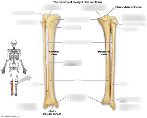 Tibia And Fibula Diagram And Tibia Siding Diagram Quizlet