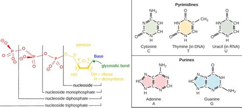 Chapter 5 Nucleotides And Nucleic Acids Introduction To Molecular And Cell Biology