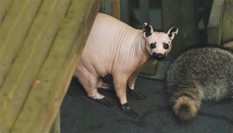 These 15 Animals Without Hair Are Barely Recognizable | Bored Panda