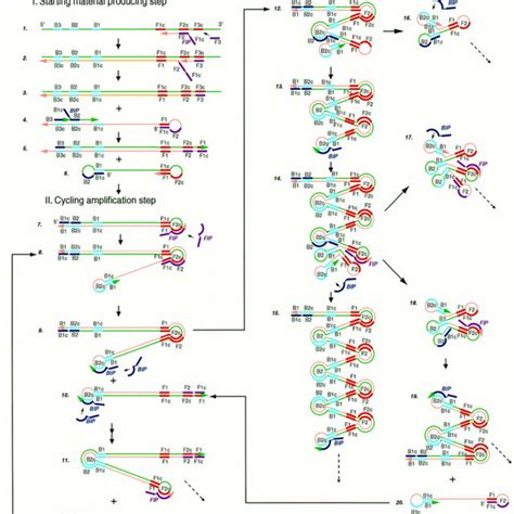 Nucleic Acid Sequence Based Amplification P Anneals To Sense Rna