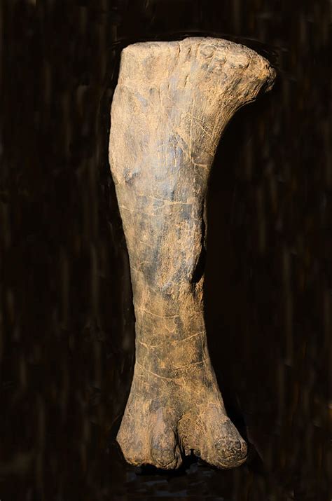 Dinosaur Sauropod Leg Bone Fossil Photograph By Millard H Sharp Fine