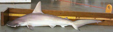 PALAEOBLOG: New Shark Species Discovered