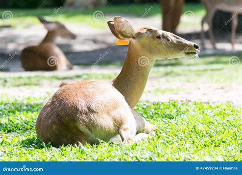 Eld S Deer Stock Photo Image Of Field Thailand Beautiful 47459204