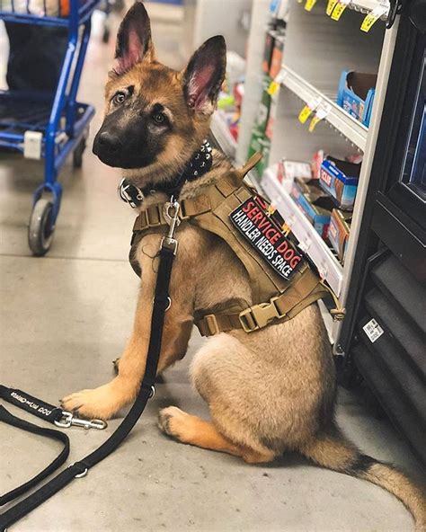 Are German Shepherds A Good Service Dog