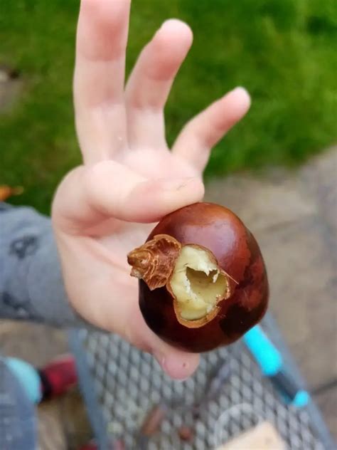 20 Fun And Exciting Activities To Do With Conkers