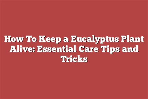 How To Keep A Eucalyptus Plant Alive Essential Care Tips And Tricks Tree Pursuits