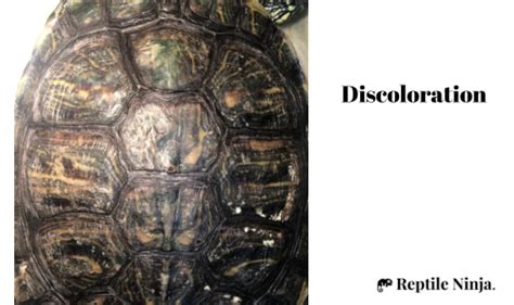 Red Eared Slider Shell Rot Signs Causes Treatment