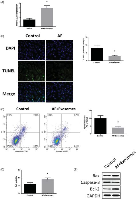 MiR 320d Increased In Cardiomyocytes Co Cultured With Modified