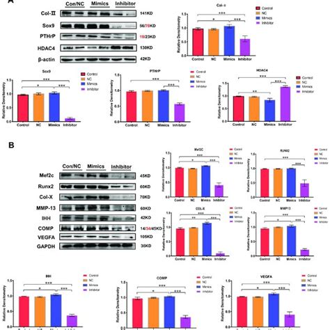 The Proteins Expression Level Through Western Blotting A Analysis Download Scientific