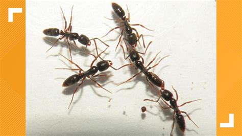 asian needle ants potentially deadly ants spreading