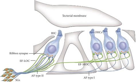 Figure 3 from Mammalian Cochlear Hair Cell Regeneration and Ribbon ...