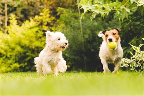 Dog Minding Essentials Dog Minding Dog Boarding Dont Fret Pet