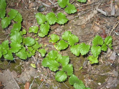 Indian mint: planting, growing and care - TMH Garden