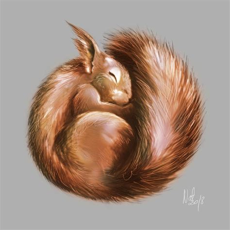 Artstation Sleeping Squirrel Natalia Olszewska Squirrel Art