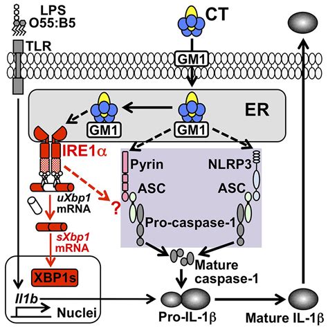 A Stress Sensor Ire1α Is Required For Bacterial Exotoxin Induced Interleukin 1β Production In