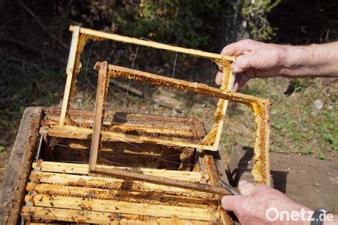 Bei den Imkern beginnt das Bienenjahr Frühjahrs Check am Bienenstock