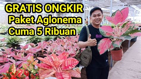 Paket Aglonema Terbaru Harga Cuma Ribuan Langsung Dari Bos Besar