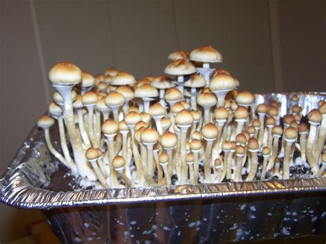 Blue Meanie Cubensis