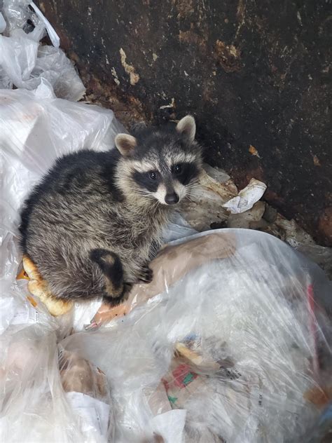 Little Cutie In The Dumpster R Raccoons