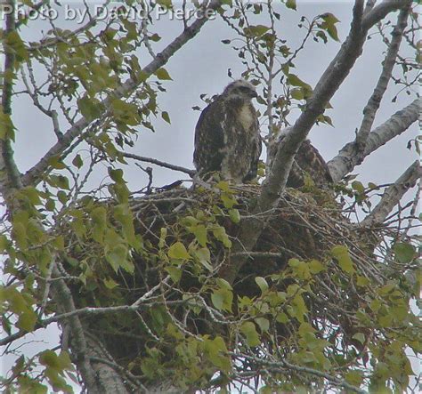 Red Tailed Hawk East Cascades Audubon Society