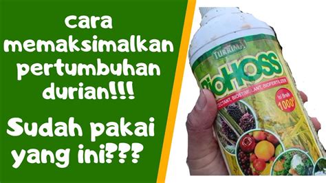 Cara Memaksimalkan Pertumbuhan Durian Dan Menyuburkan Tanah Youtube