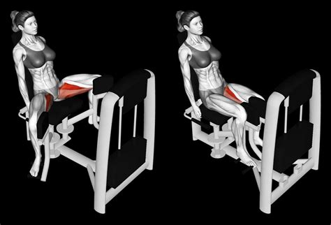 Machine Hip Adduction: Guide, Muscles Worked, Tips | Athlemove