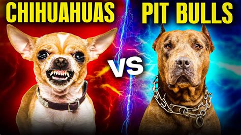 Chihuahuas Vs Pit Bulls Uncovering The REAL Most Dangerous Breed YouTube