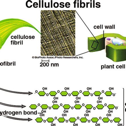 Structure of cellulose fibrils | Download Scientific Diagram