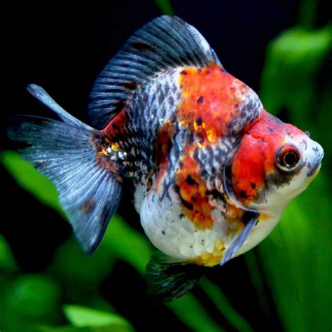 ryukin goldfish tank