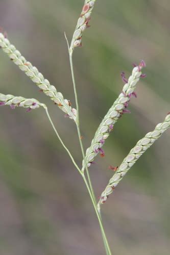 Camalotillo Paspalum Plicatulum