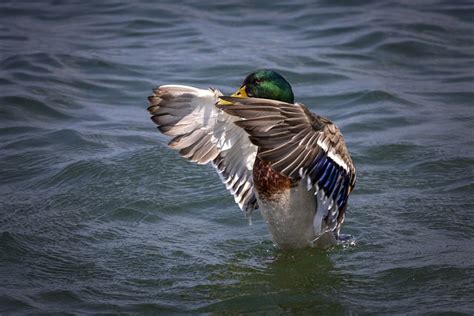 Burung Bebek Ilmu Foto Gratis Di Pixabay Pixabay