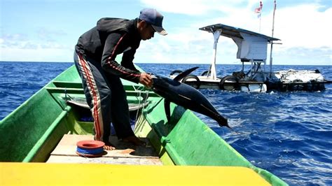 Malut Masuk Wilayah Penangkapan Ikan Terukur Kabar Pulau