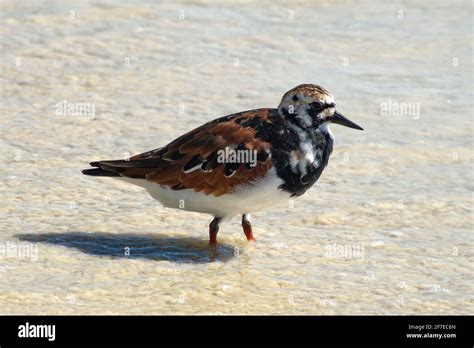 Ruddy Turnstone Arenaria Interpres In Shallow Water At Tortuga Bay