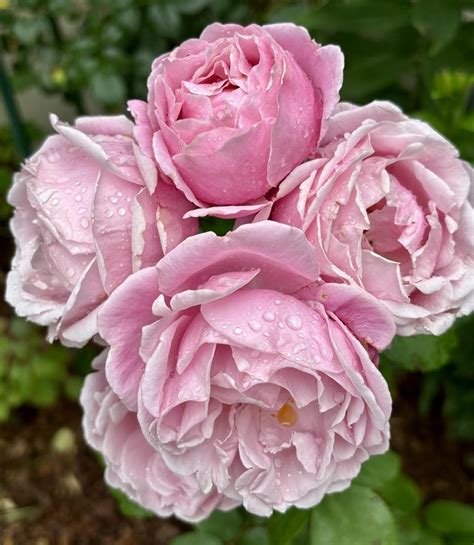 Rose Rosa Soeur Emmanuelle In The Roses Database Garden Org