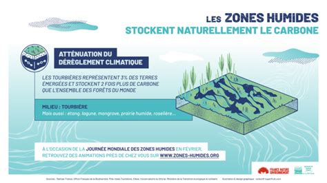 Journée mondiale des zones humides pourquoi les protéger