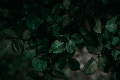 Dark Green Leaves in Dark Background · Free Stock Photo