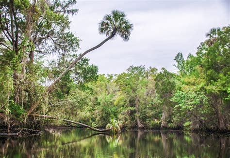 Withlacoochee Palms Florida Paddle Notes